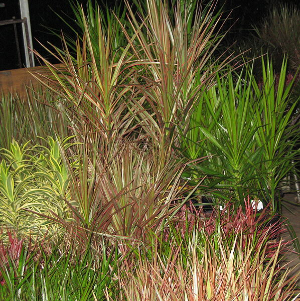 Cascade Dracaenas nursery growing grounds