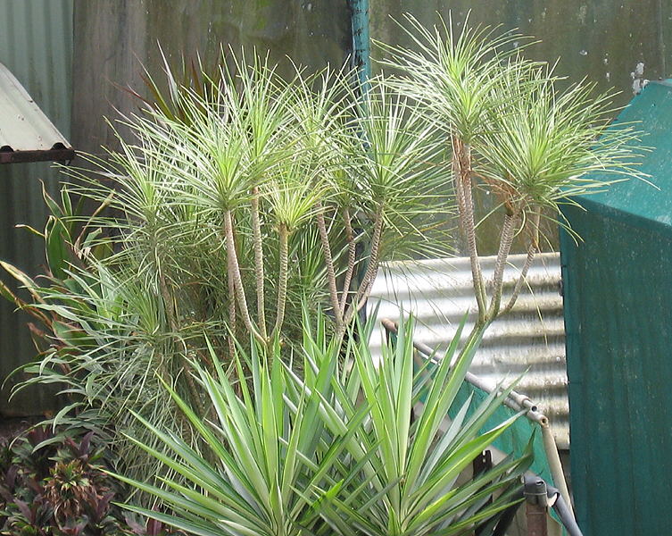 Bench-grown dracaena plants in the nursery