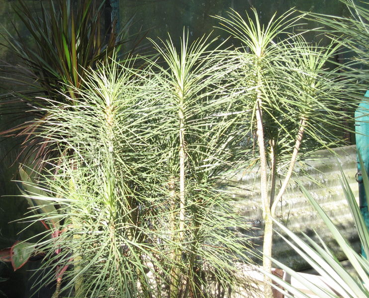 Tropical dracaena cultivation in Cairns