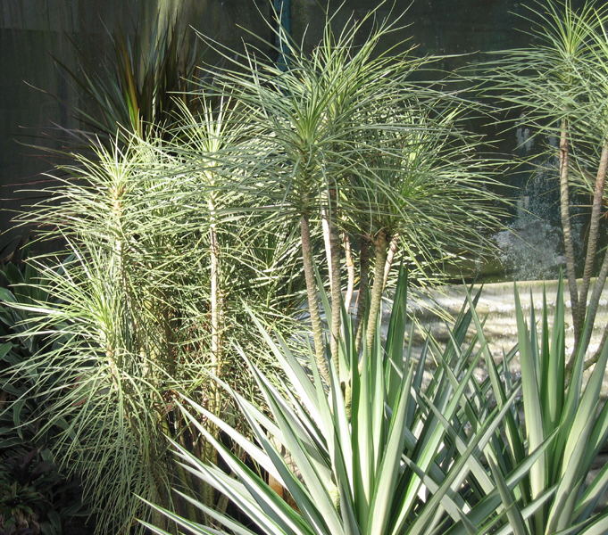 Healthy wholesale dracaena plants