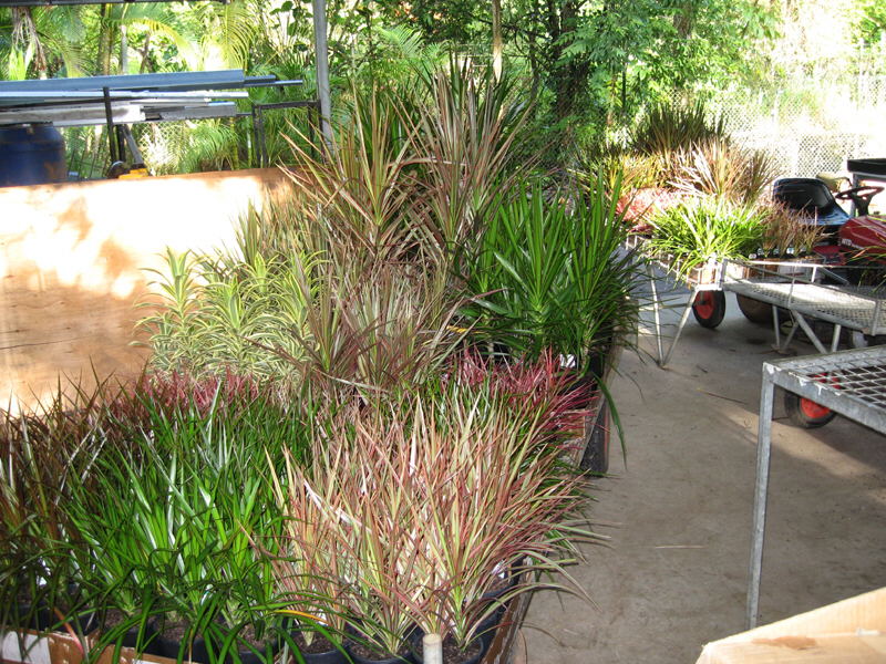 Dracaena marginata plants at the nursery