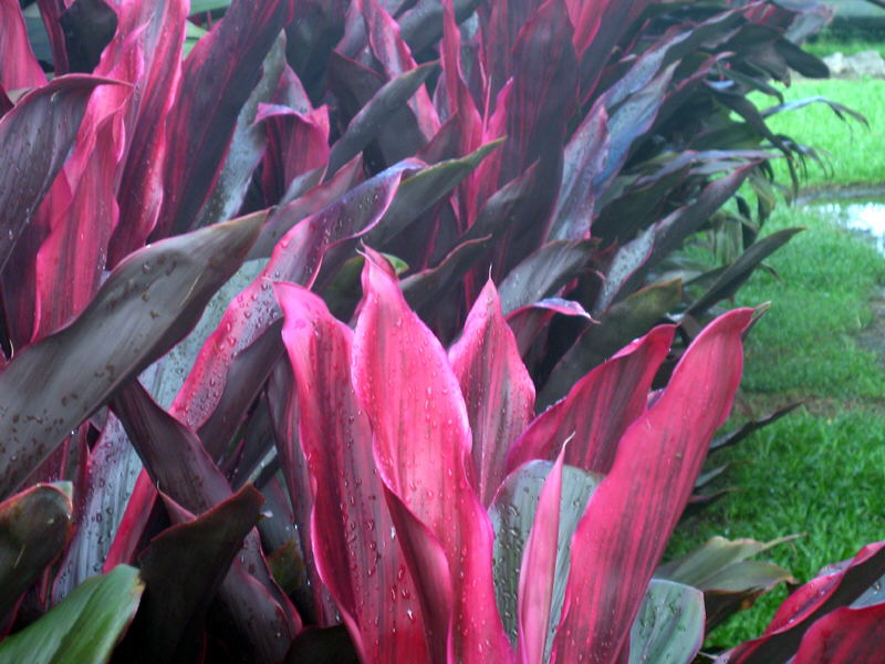Compact retail-ready dracaenas