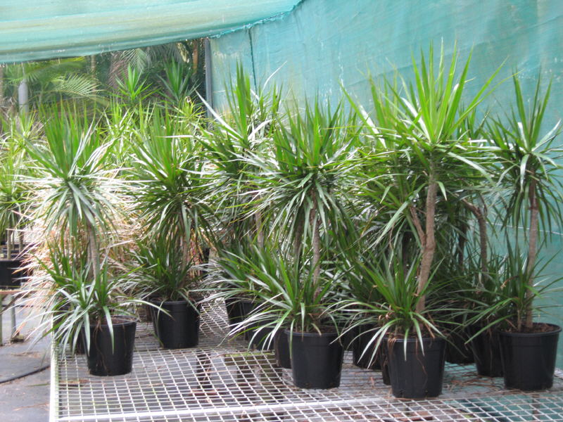 Mature specimen dracaena plants