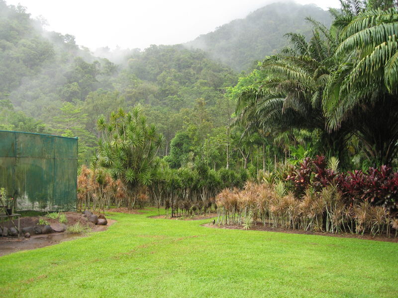 Cascade Dracaenas nursery grounds showing rows of cultivated dracaenas