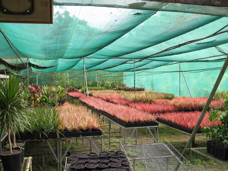 Row upon row of healthy dracaena marginata plants growing in the tropical nursery