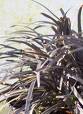Dracaena Black Knight with dark purple-green foliage