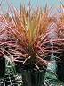 Dracaena Colourama with vivid pink and red striped foliage