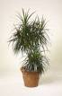 Cordyline with vibrant tropical foliage colours