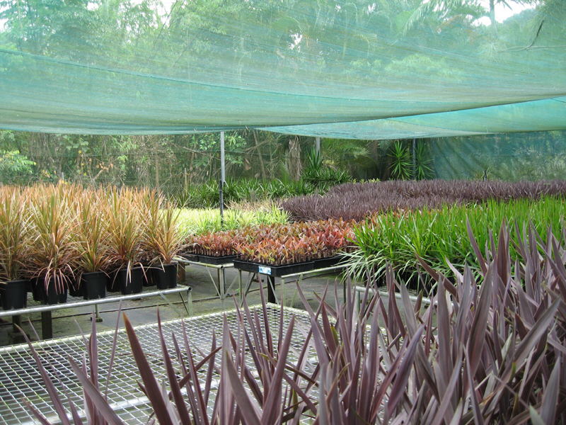 Dracaena cut tops with multiple head growth