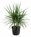 Dracaena marginata with slender red-edged leaves