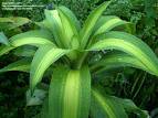 Dracaena Massangeana with corn-like striped leaves