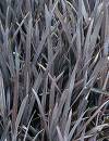 Cordyline Red Sensation with deep red bronze foliage