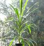 Cordyline Rubra with vibrant red-purple leaves