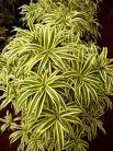 Dracaena Song of India with yellow-striped curved leaves