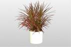 Dracaena tricolour with striped cream pink and green leaves