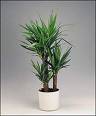 Yucca with sword-shaped blue-green leaves